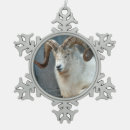 Recherche de dall Animal
