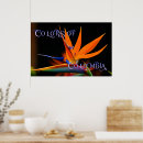 Recherche de colombe de art Floral