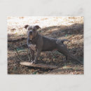 Recherche de skateboard cartes postales Animaux