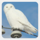 Recherche de hibou blanc autocollants Hiboux enneigé