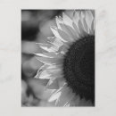 Recherche de fleurs artistiques cartes postales Tournesols