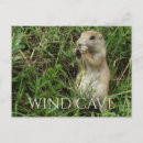Recherche de chien de prairie cartes postales Faune