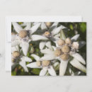 Recherche de fleurs de la suisse vœux cartes Nature
