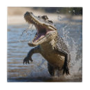 Recherche de crocodile carreaux Reptile