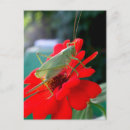 Recherche de sauterelle cartes postales Macro