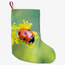 Recherche de coccinelle chaussette de noël Insecte