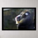 Recherche de babouin posters Mandrill
