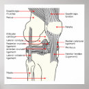 Recherche de articulation art Diagramme