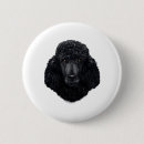 Recherche de de caniche standard badges Amoureux des chiens