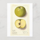 Recherche de vert pomme cartes postales Vintage