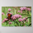 Recherche de monarch butterfly posters Violet
