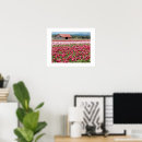 Recherche de rose de tulipe photographie Botanique