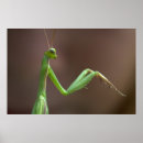 Recherche de mante de prière posters Mignon