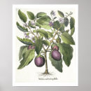 Recherche de aubergine posters Botanique