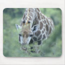 Recherche de camelopardalis de giraffa Animal