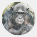 Recherche de chimpanzés autocollants Nature