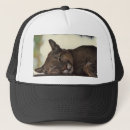 Recherche de grands chats casquettes Nature