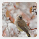 Recherche de cèdre autocollants Faune