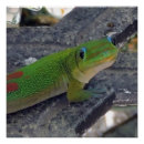 Recherche de geckos posters Pour tous