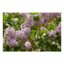 Recherche de belles fleurs posters Nature