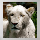 Recherche de lion blanc posters Sauvage