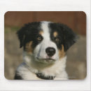 Recherche de chiot border collie tapis souris Plomb et pam langrish
