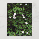 Recherche de fleur de cornouiller Floraison