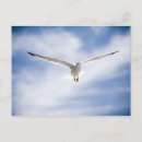 Recherche de mouette en vol cartes postales Faune