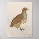 Recherche de perdrix art Oiseau