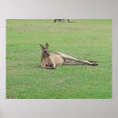 Recherche de kangaroo posters Travel
