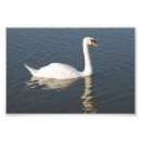 Recherche de olor de cygnus Nature