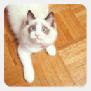 Recherche de ragdoll bleu autocollants Yeux bleus