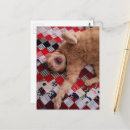 Recherche de grands chats cartes postales Chaton
