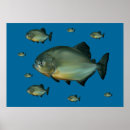Recherche de piranhas posters Mer