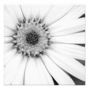 Recherche de osteospermum art Ostéospermum