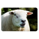 Recherche de râpe magnets Animaux