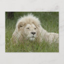 Recherche de leo cartes postales Homme