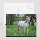 Recherche de cheval blanc cartes postales Photographie