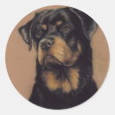 Recherche de rottweil autocollants Chien