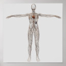 Recherche de système lymphatique posters Arrière plan blanc