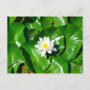 Recherche de lilypad cartes postales Nénuphar