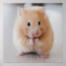 Recherche de mon hamster posters Pour tous