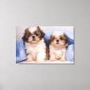 Recherche de tzu shih posters Petit