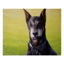 Recherche de dobermann posters Dog