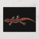 Recherche de gecko cartes postales Reptile
