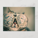 Recherche de humour animal cartes postales chat
