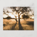Recherche de acacia cartes postales Paysage