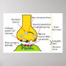 Recherche de nerf posters Diagramme