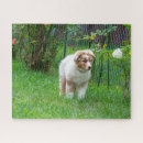Recherche de australian shepherd puzzles Aussie