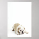 Recherche de veterinary posters Nature